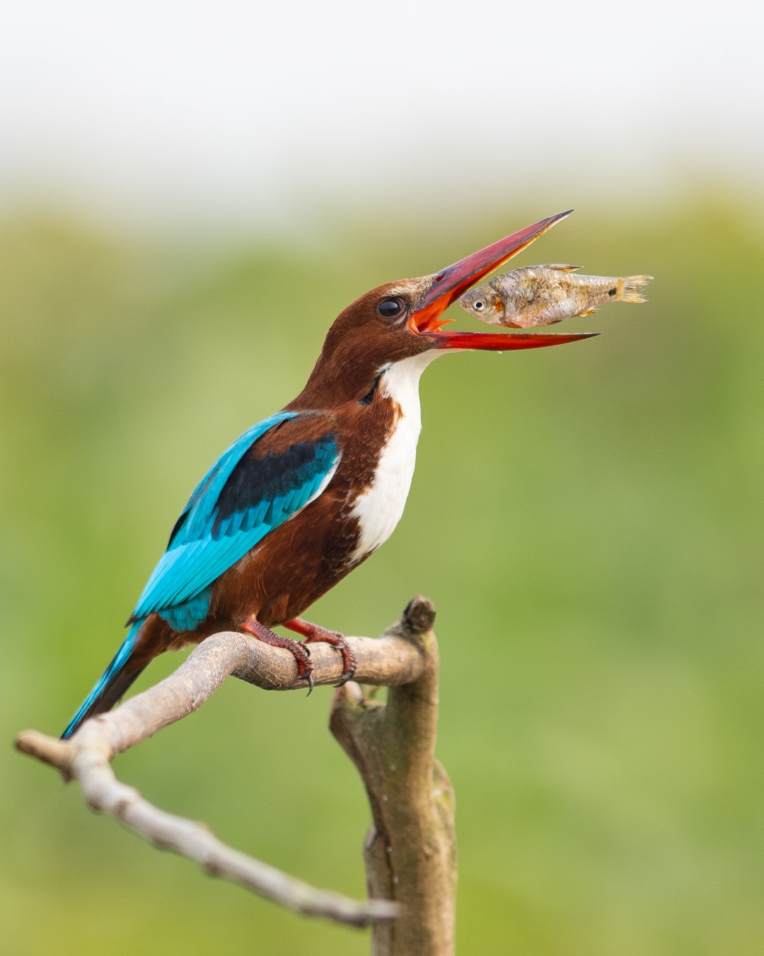 TAD_4409-Enhanced-NR copy