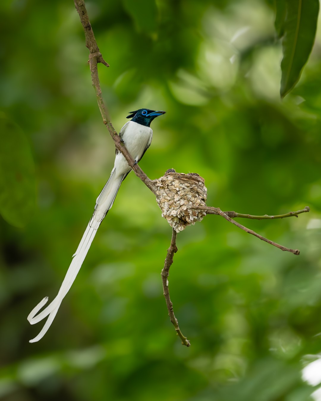 TAD_1949-Enhanced-NR-3